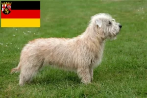 Read more about the article Irish Glen of Imaal Terrier opdrættere og hvalpe i Rheinland-Pfalz