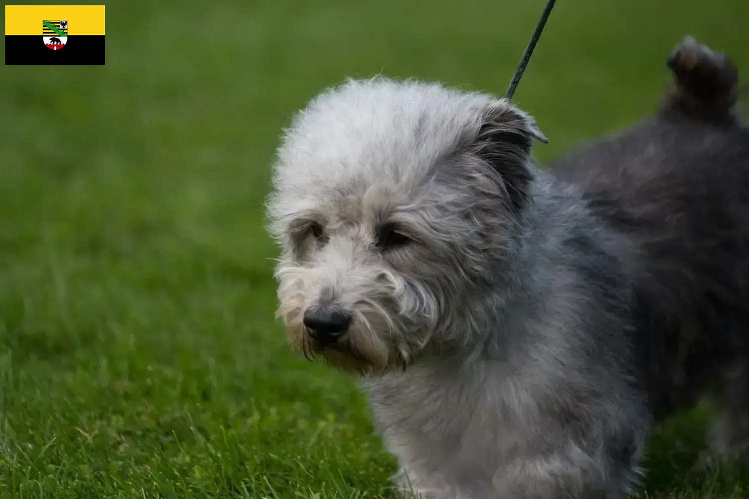 Read more about the article Irish Glen of Imaal Terrier opdrættere og hvalpe i Sachsen-Anhalt