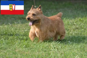 Read more about the article Irish Glen of Imaal Terrier opdrættere og hvalpe i Slesvig-Holsten