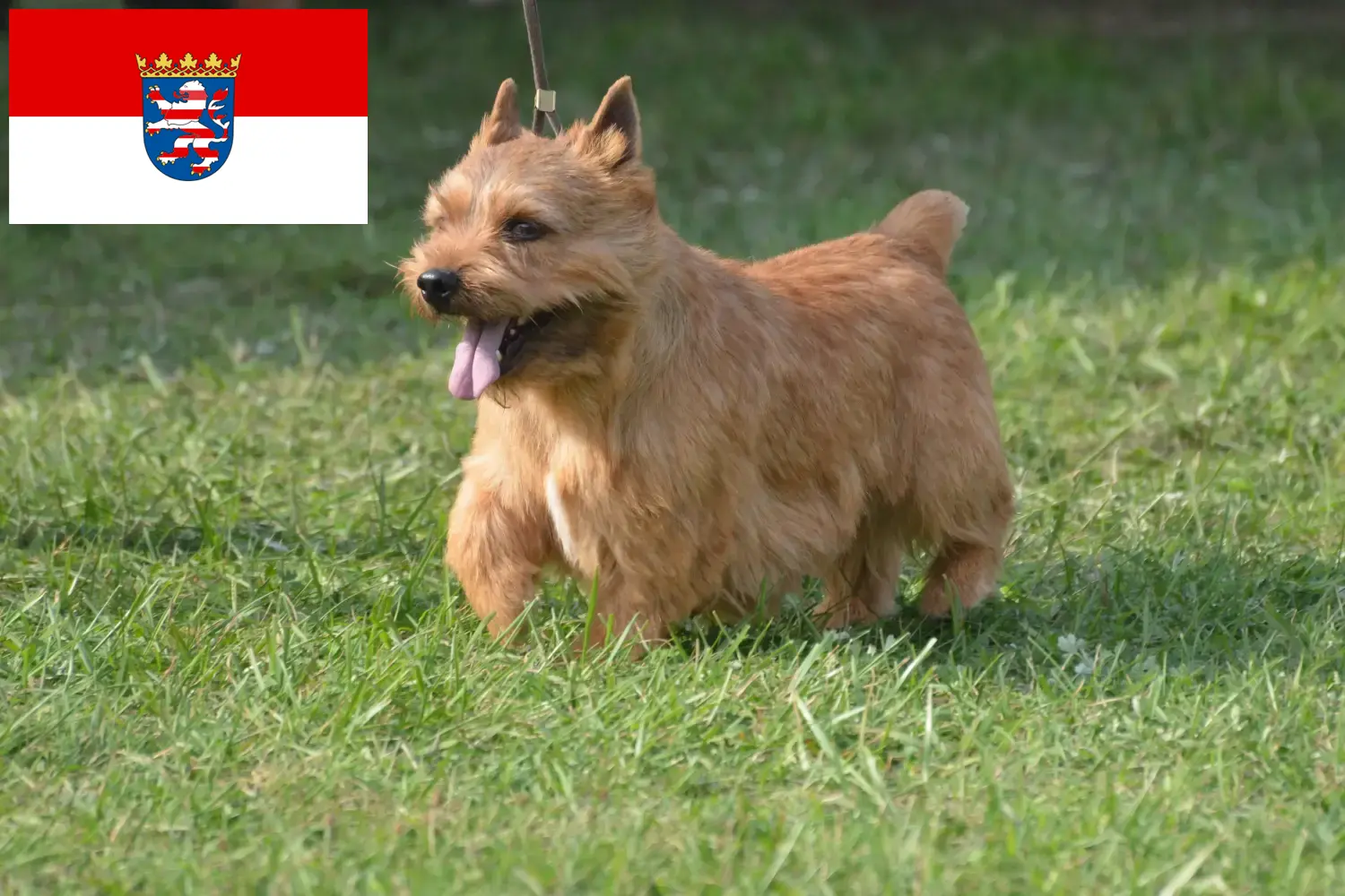 Read more about the article Irish Glen of Imaal Terrier opdrættere og hvalpe i Hessen