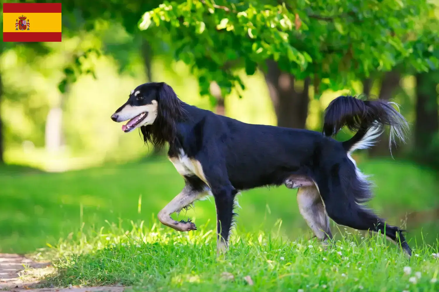 Read more about the article Saluki opdrættere og hvalpe i Spanien