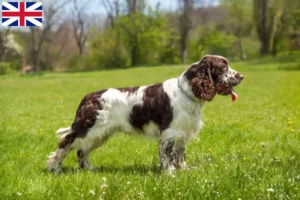 Read more about the article Engelsk Springer Spaniel opdrættere og hvalpe i Storbritannien