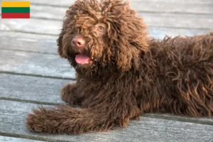 Read more about the article Perro de Agua Español opdrættere og hvalpe i Litauen