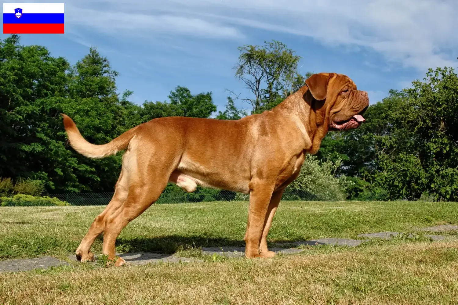 Read more about the article Dogue de Bordeaux-opdrættere og hvalpe i Slovenien