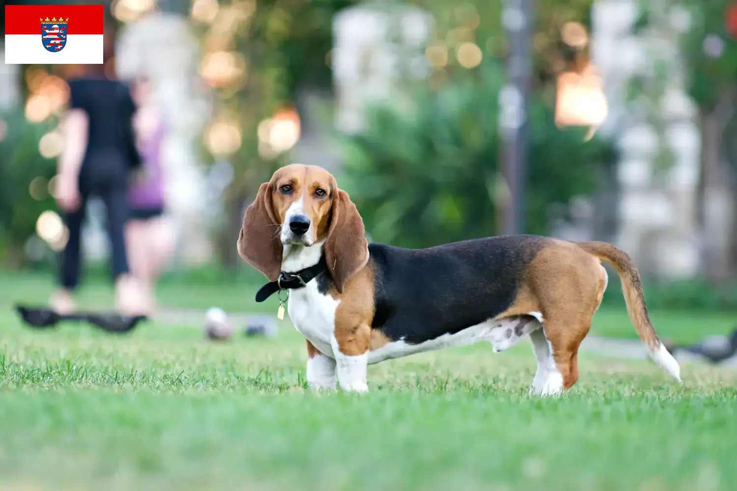 Read more about the article Basset Artésien Normand opdrættere og hvalpe i Hessen