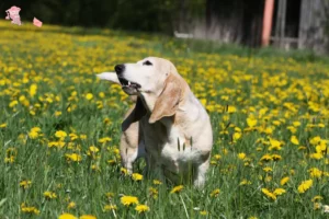 Read more about the article Basset Artésien Normand opdrætter og hvalpe i Hovedstaden