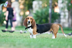 Read more about the article Basset Artésien Normand opdrættere og hvalpe i Nordjylland