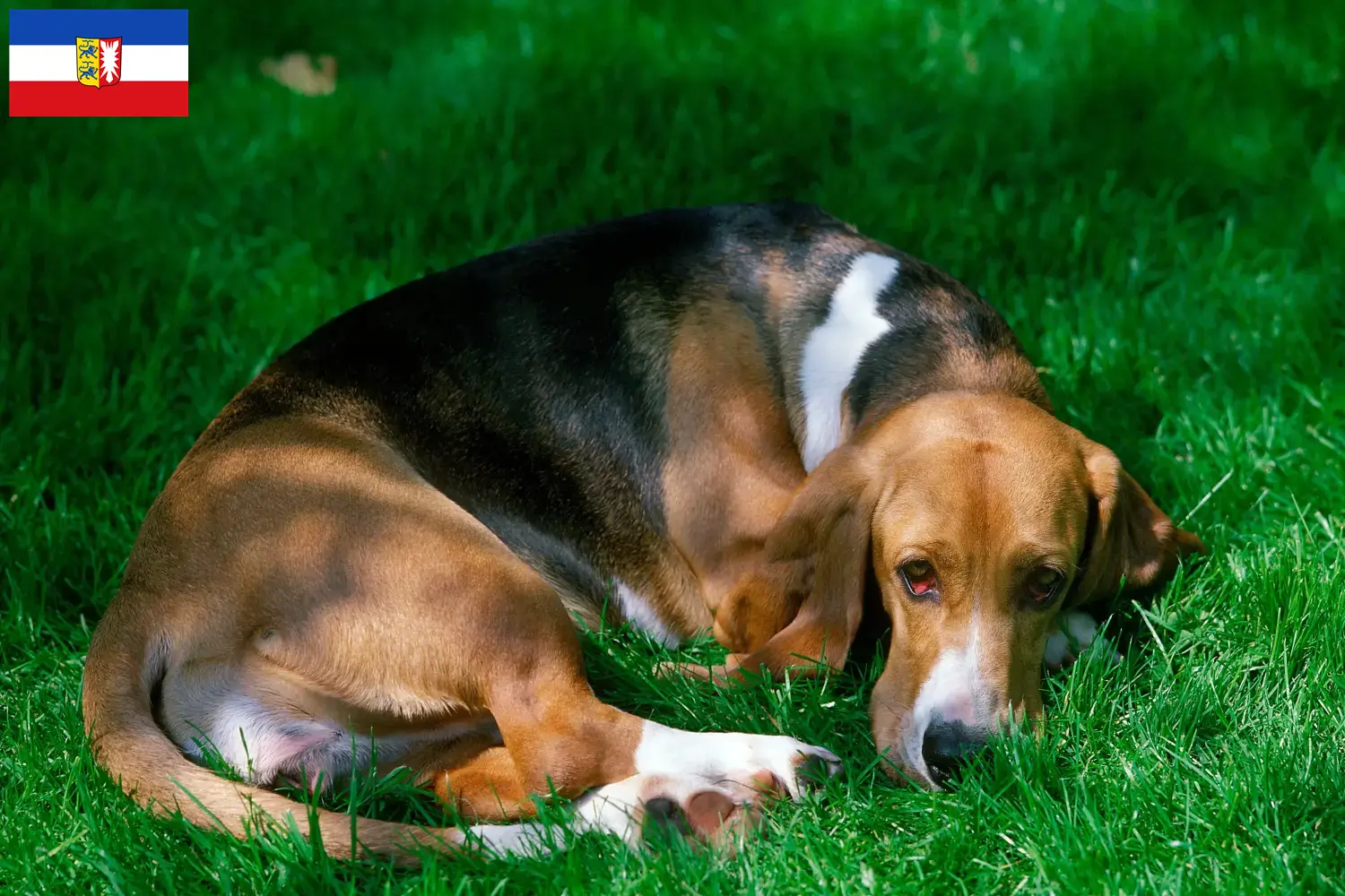 Read more about the article Basset Artésien Normand opdrættere og hvalpe i Slesvig-Holsten