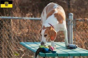 Read more about the article Beagle Harrier opdrættere og hvalpe i Baden-Württemberg