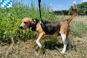 Read more about the article Beagle Harrier opdrættere og hvalpe i Bayern