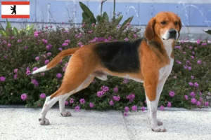 Read more about the article Beagle Harrier opdrættere og hvalpe i Berlin