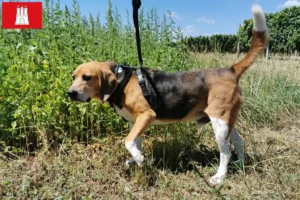 Read more about the article Beagle Harrier opdrættere og hvalpe i Hamborg