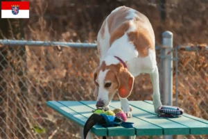 Read more about the article Beagle Harrier opdrættere og hvalpe i Hessen