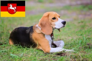 Read more about the article Beagle Harrier opdrættere og hvalpe i Niedersachsen