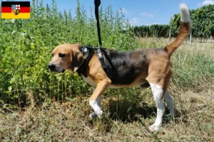 Read more about the article Beagle Harrier opdrættere og hvalpe i Saarland