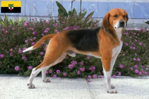 Read more about the article Beagle Harrier opdrættere og hvalpe i Sachsen-Anhalt