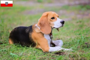 Read more about the article Beagle Harrier opdrættere og hvalpe i Thüringen