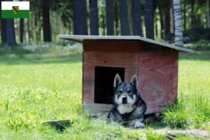 Read more about the article Jämthund-opdrættere og hvalpe i Sachsen