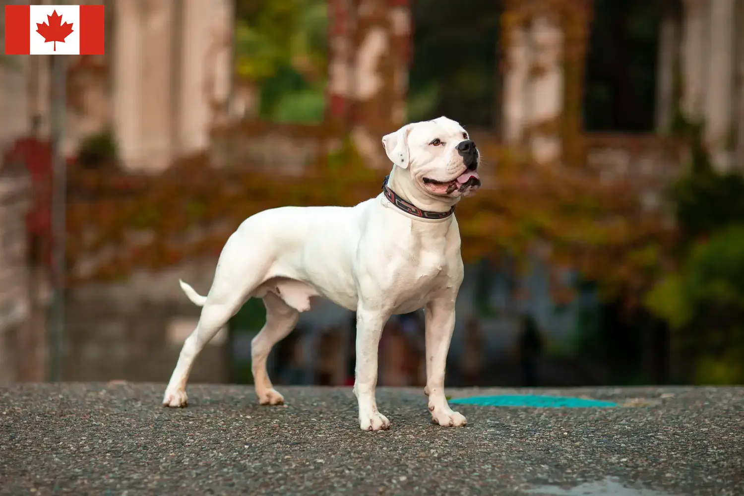 Read more about the article Opdrættere af amerikanske bulldogs og hvalpe i Canada