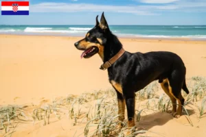 Read more about the article Australian Kelpie opdrættere og hvalpe i Kroatien