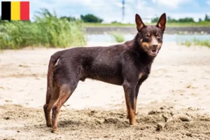 Read more about the article Australian Kelpie opdrættere og hvalpe i Belgien