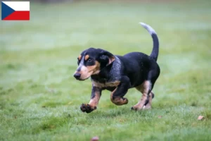 Read more about the article Basset bleu de Gascogne opdrættere og hvalpe i Tjekkiet