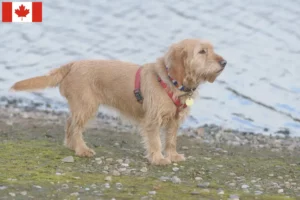 Read more about the article Basset fauve de Bretagne opdrættere og hvalpe i Canada