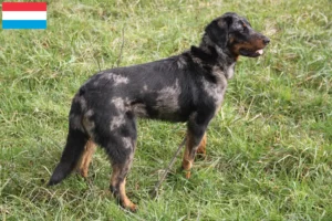 Read more about the article Beauceron-opdrættere og hvalpe i Luxembourg