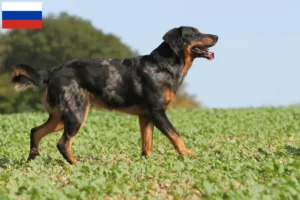 Read more about the article Beauceron-opdrættere og hvalpe i Rusland