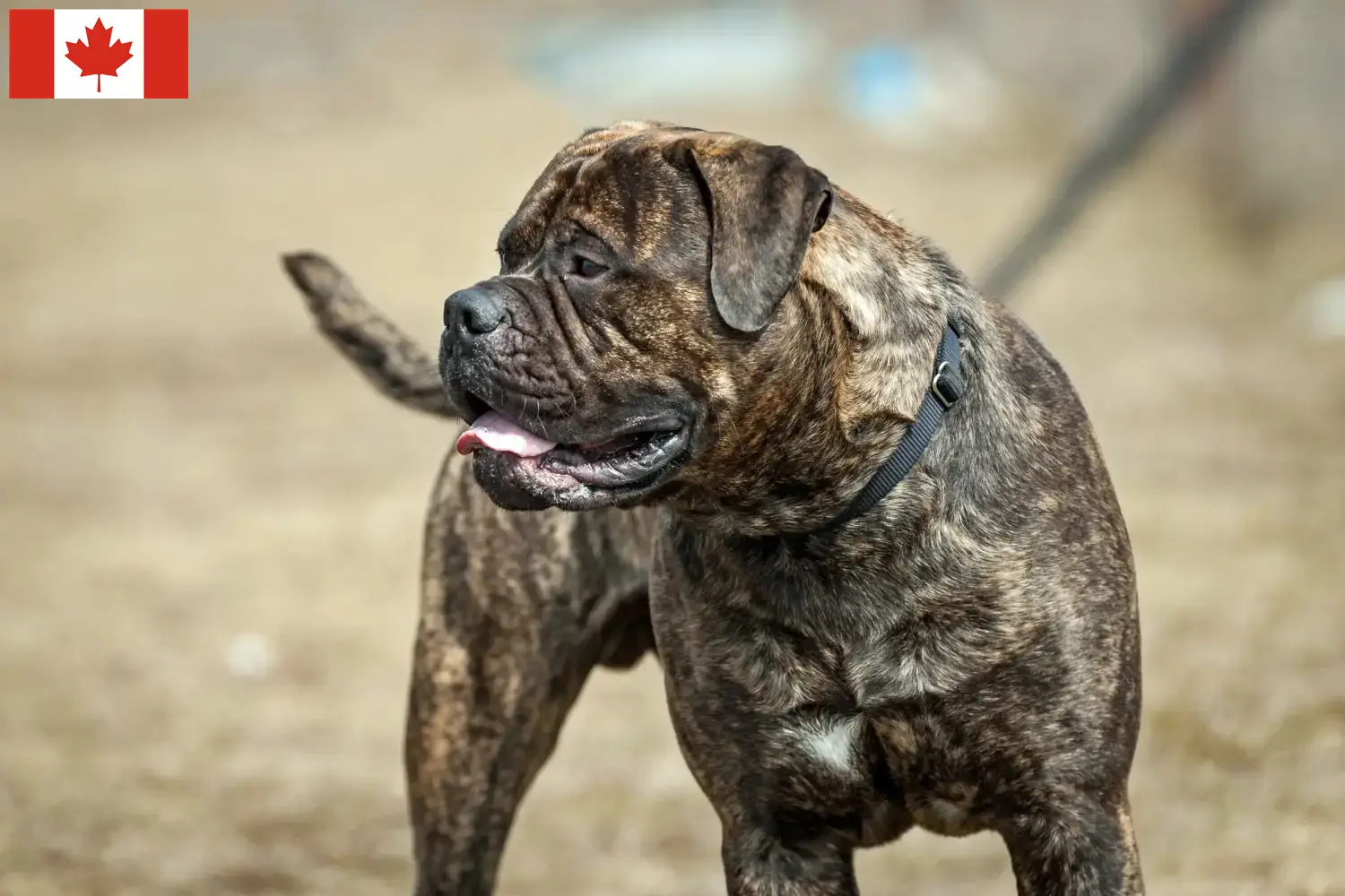 Read more about the article Bullmastiff-opdrættere og hvalpe i Canada