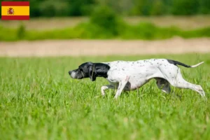 Read more about the article Opdrættere og hvalpe af engelsk pointer i Spanien