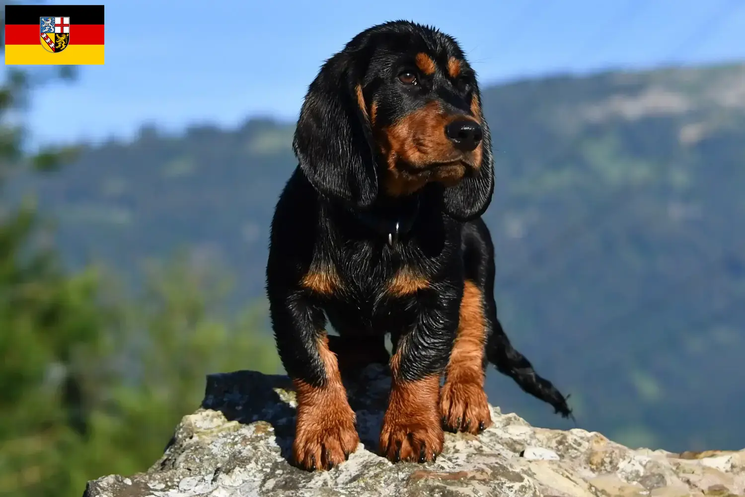 Read more about the article Alpine Dachsbracke opdrættere og hvalpe i Saarland