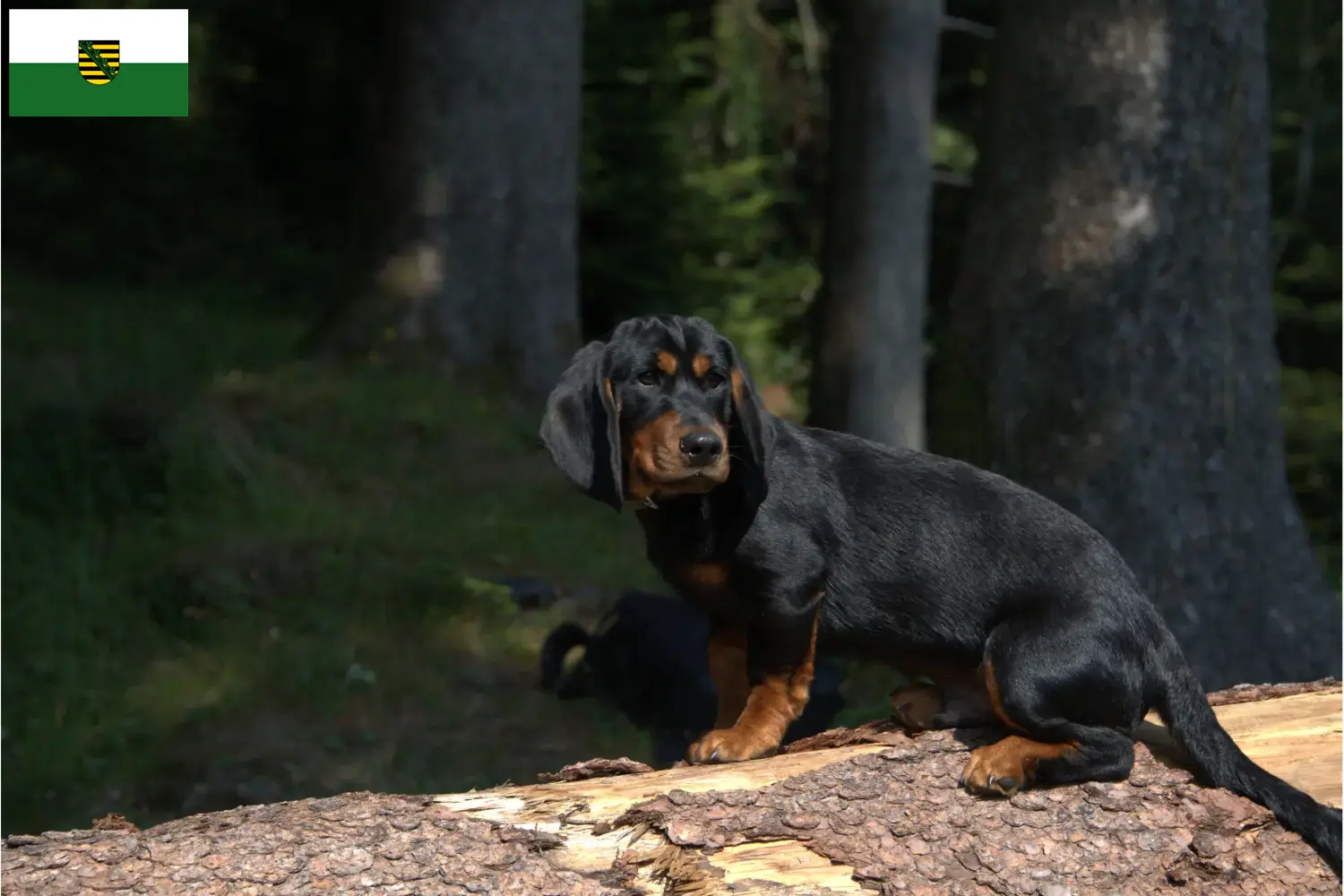 Read more about the article Alpine Dachsbracke opdrættere og hvalpe i Sachsen