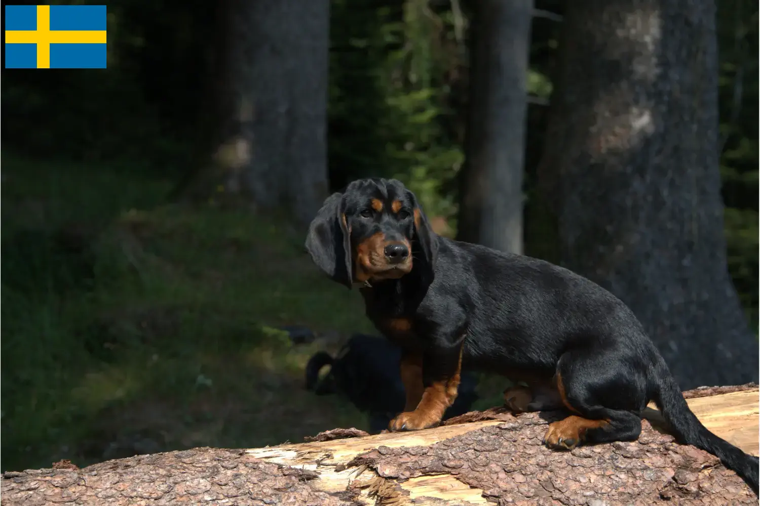 Read more about the article Alpine Dachsbracke opdrættere og hvalpe i Sverige