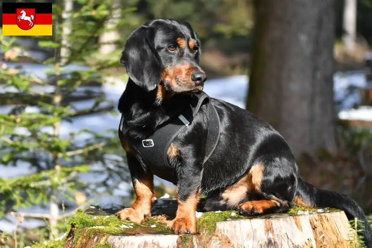 Read more about the article Alpine Dachsbracke opdrættere og hvalpe i Niedersachsen