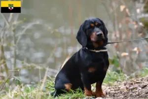 Read more about the article Alpine Dachsbracke opdrættere og hvalpe i Sachsen-Anhalt