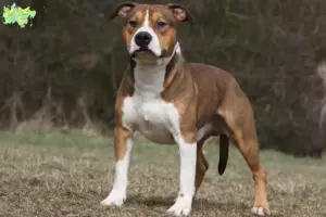 Read more about the article Amerikansk Staffordshire Terrier opdrættere og hvalpe i Midtjylland