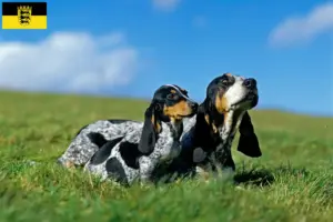 Read more about the article Basset bleu de Gascogne opdrættere og hvalpe i Baden-Württemberg