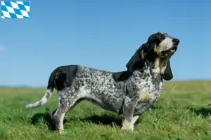 Read more about the article Basset bleu de Gascogne opdrættere og hvalpe i Bayern