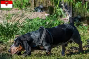 Read more about the article Basset bleu de Gascogne opdrættere og hvalpe i Brandenburg