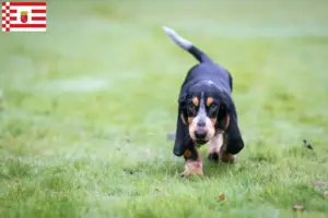 Read more about the article Basset bleu de Gascogne opdrættere og hvalpe i Bremen