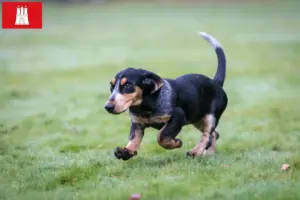 Read more about the article Basset bleu de Gascogne opdrættere og hvalpe i Hamborg