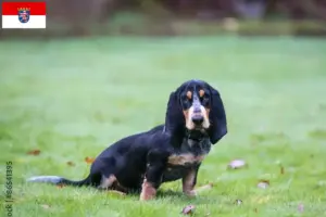 Read more about the article Basset bleu de Gascogne opdrættere og hvalpe i Hessen