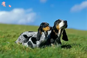 Read more about the article Basset bleu de Gascogne opdrættere og hvalpe i Hovedstaden