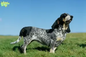 Read more about the article Basset bleu de Gascogne opdrættere og hvalpe i Midtjylland