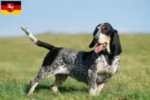 Read more about the article Basset bleu de Gascogne opdrættere og hvalpe i Niedersachsen