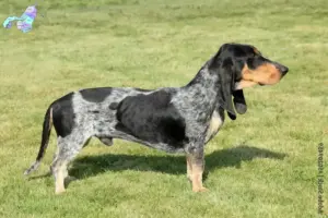 Read more about the article Basset bleu de Gascogne opdrættere og hvalpe i Nordjylland