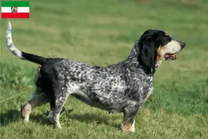 Read more about the article Basset bleu de Gascogne opdrættere og hvalpe i Nordrhein-Westfalen