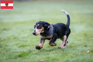 Read more about the article Basset bleu de Gascogne opdrættere og hvalpe i Østrig