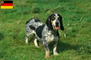 Read more about the article Basset bleu de Gascogne opdrættere og hvalpe i Rheinland-Pfalz